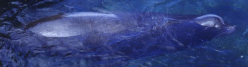 כלב ים בגלפאגוס