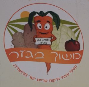 משוך בגזר - משק בק בצופית, קטיף ירקות