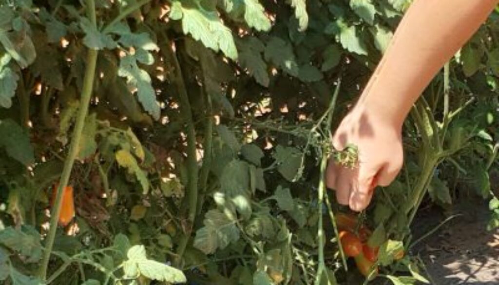 קטיף ירקות משוך בגזר - מושב צופית