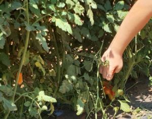 קטיף ירקות משוך בגזר - מושב צופית