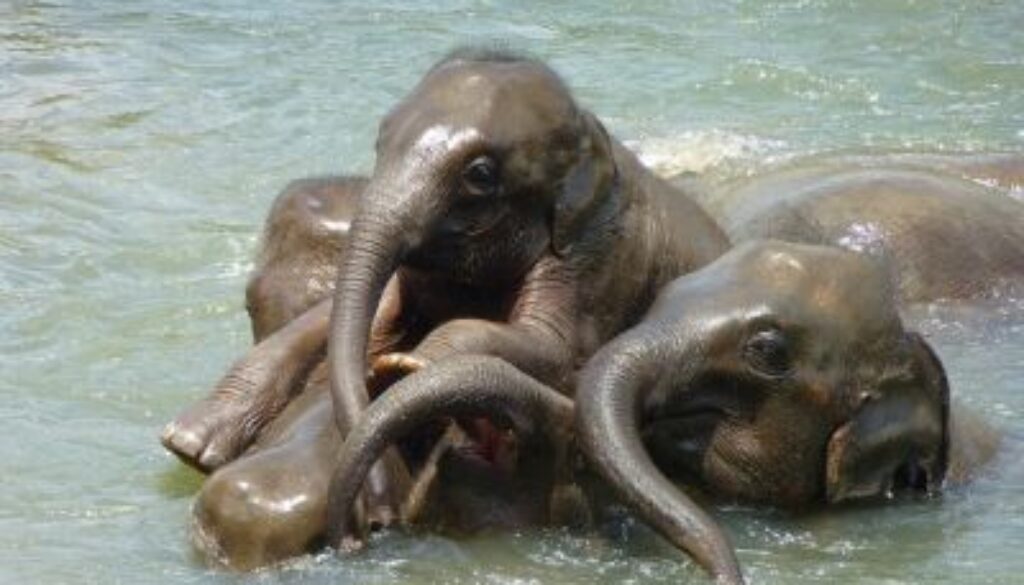 טיול בסרי לנקה - פילים בנהר