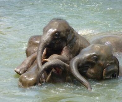 טיול בסרי לנקה - פילים בנהר